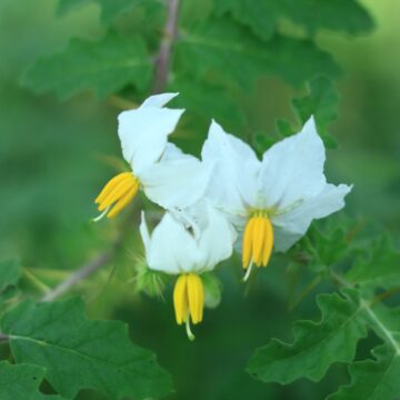 Sticky Nightshade – Growth, Uses & Botanical Facts