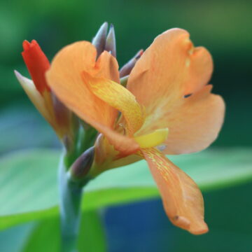 Canna Lily – Tropical Beauty With Bold Colors & Elegant Blooms