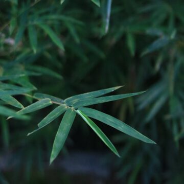 Bamboo – Fast-Growing Green Giant for Nature, Construction & Garden Beauty