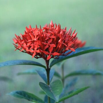 Ixora Coccinea – Bright Red Beauty for Tropical Gardens