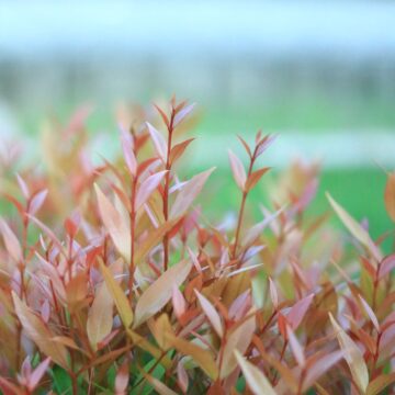 Kelat Oil – Natural Solution for Health & Wellness