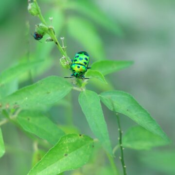 Metallic Shield Bug – Stunning Insect of Nature