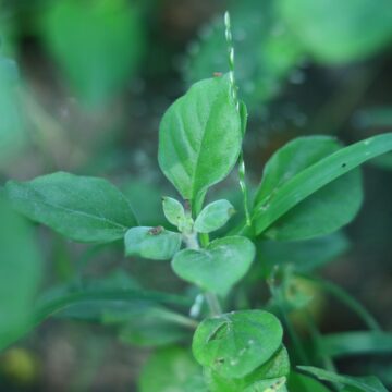 Oregano – Uses, Benefits, Culinary & Medicinal Properties