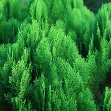 Platycladus orientalis – Elegant Evergreen for Landscape & Garden Design