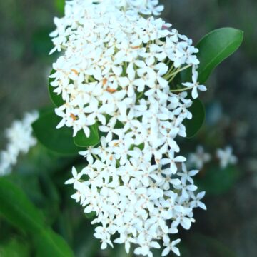 Siamese White Ixora – Pure Elegance in Garden Beauty