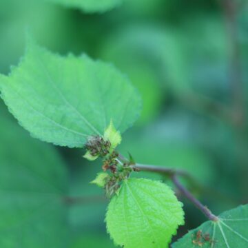 Sida cordifolia – Uses, Benefits & Medicinal Properties | Bala Plant