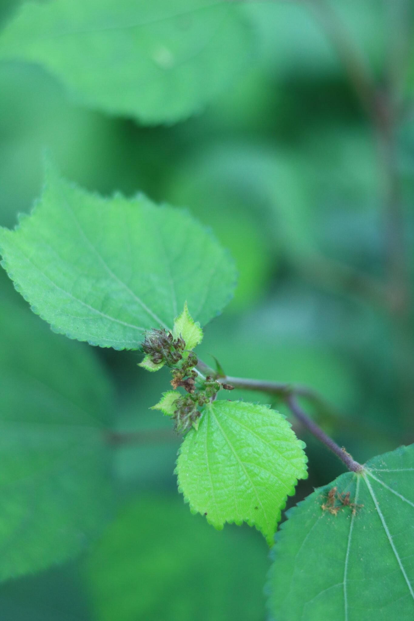 Sida cordifolia – Uses, Benefits & Medicinal Properties | Bala Plant