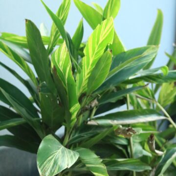 Variegated Shell Ginger – Tropical Foliage Beauty With Striking Patterns