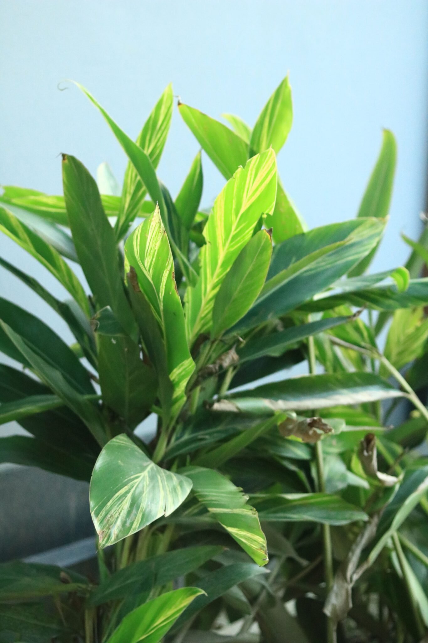 Variegated Shell Ginger – Tropical Foliage Beauty With Striking Patterns