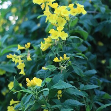 Yellow Trumpetbush – Bright Golden Blooms for Tropical Garden Beauty