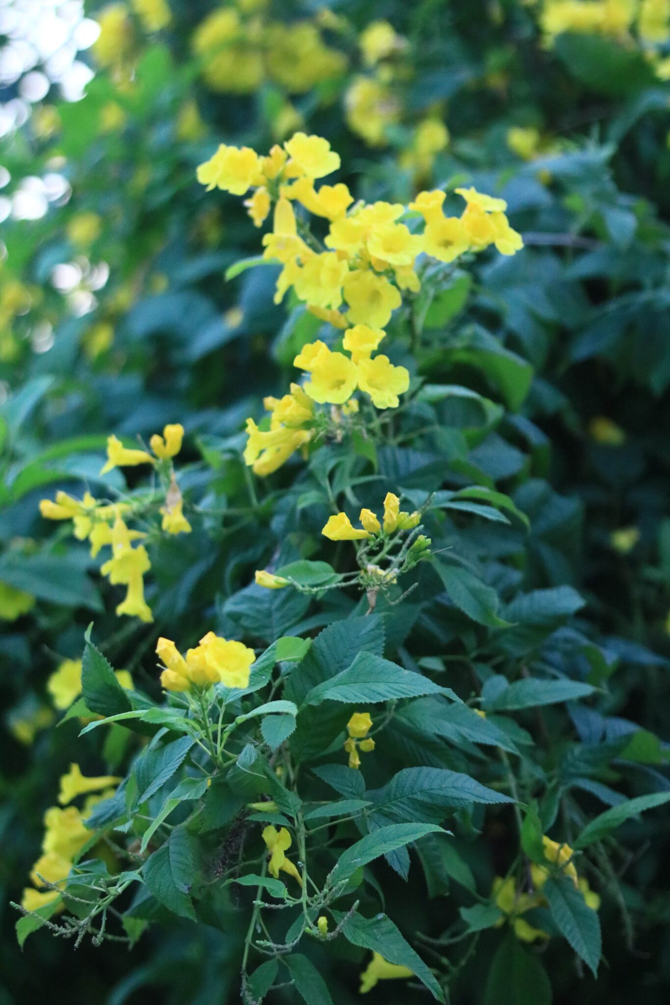 Yellow Trumpetbush – Bright Golden Blooms for Tropical Garden Beauty