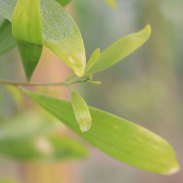 Acacia Tree & Flowers in Bloom