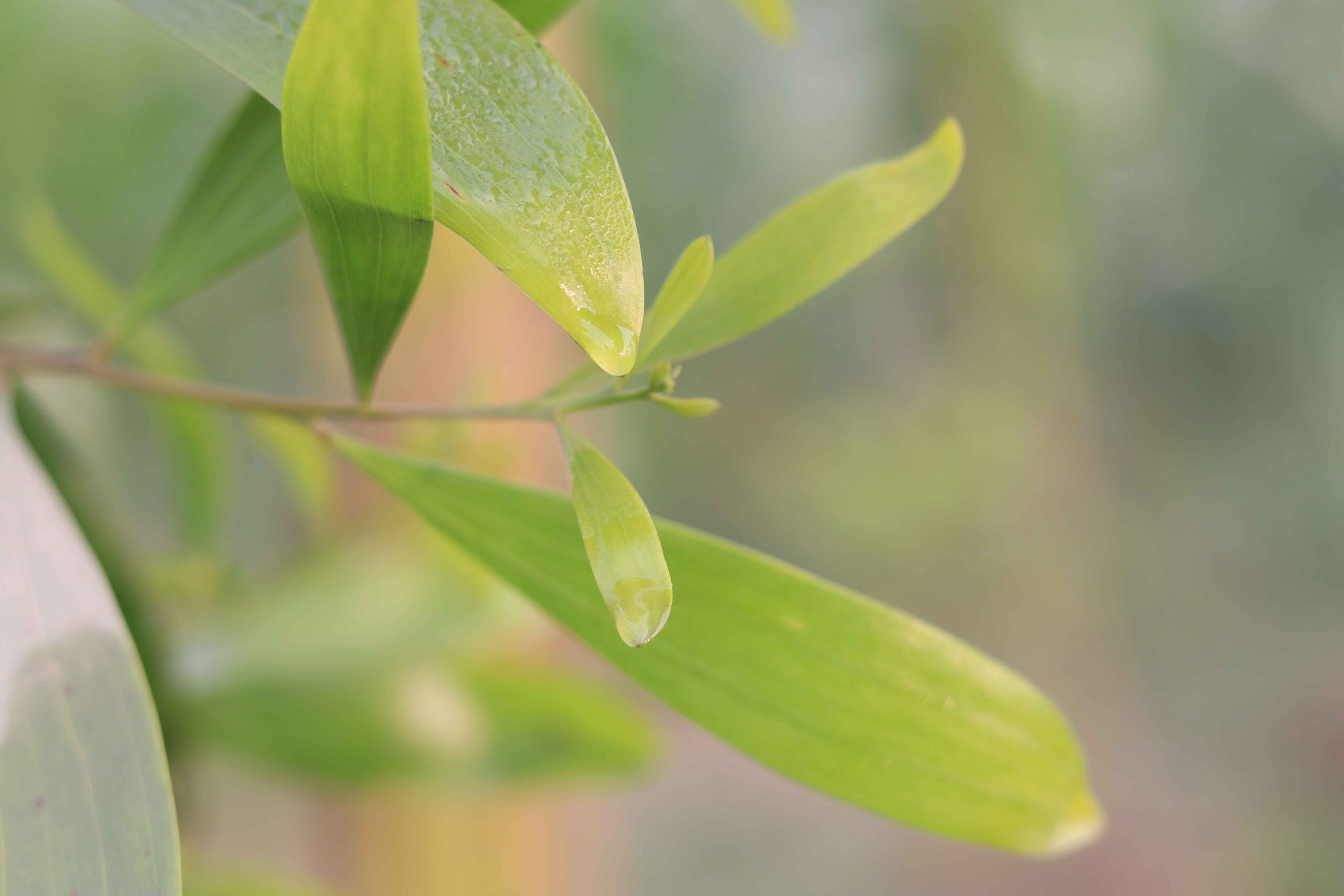 Acacia Tree & Flowers in Bloom
