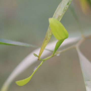 Acacia Tree & Flowers Close-Up Stunning Nature 4K