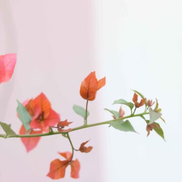 Bougainvillea Flowers Close-Up Vibrant Garden Blooms in 4K