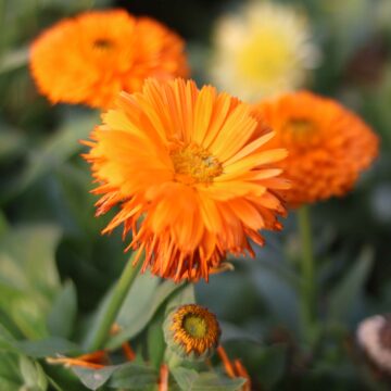 Calendula Flower (Pot Marigold) 🌼 Calendula officinalis Bright Orange Garden Beauty