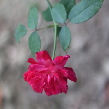 China Rose (Hibiscus rosa-sinensis) – Uses, Benefits & Plant (8)-min
