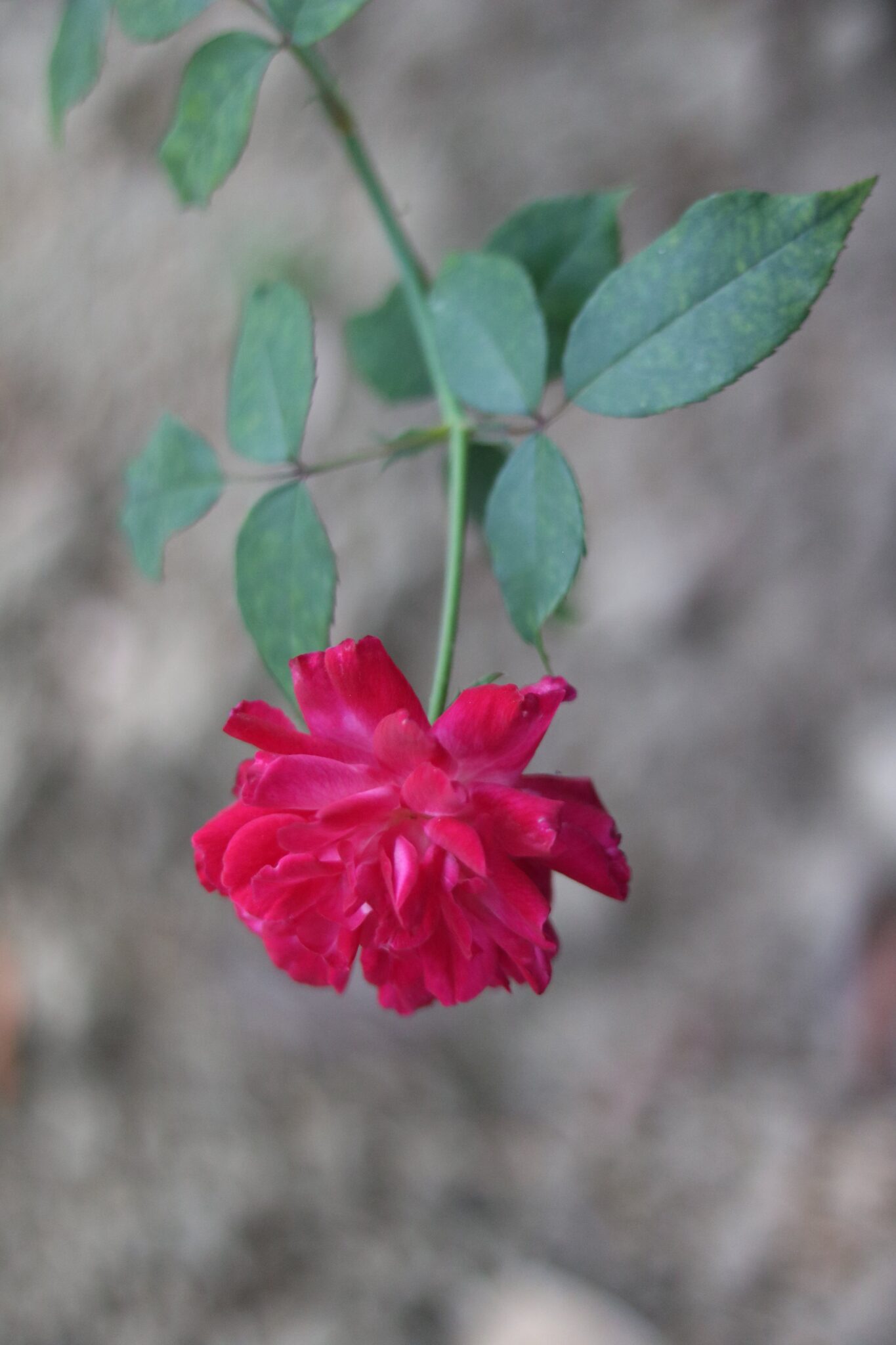China Rose (Hibiscus rosa-sinensis) – Uses, Benefits & Plant (8)-min