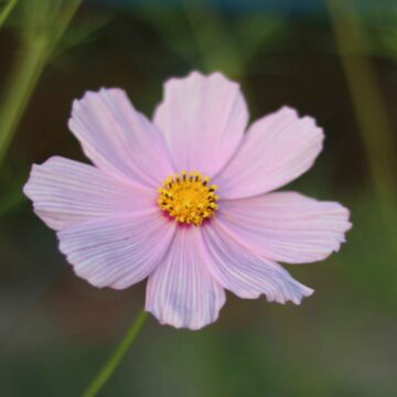 Cosmos Flower Close-Up Stunning Garden Blooms in 4K