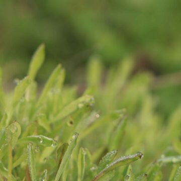 Fresh Green Grass Lush Natural Greenery Close-Up Nature Relaxation 4K