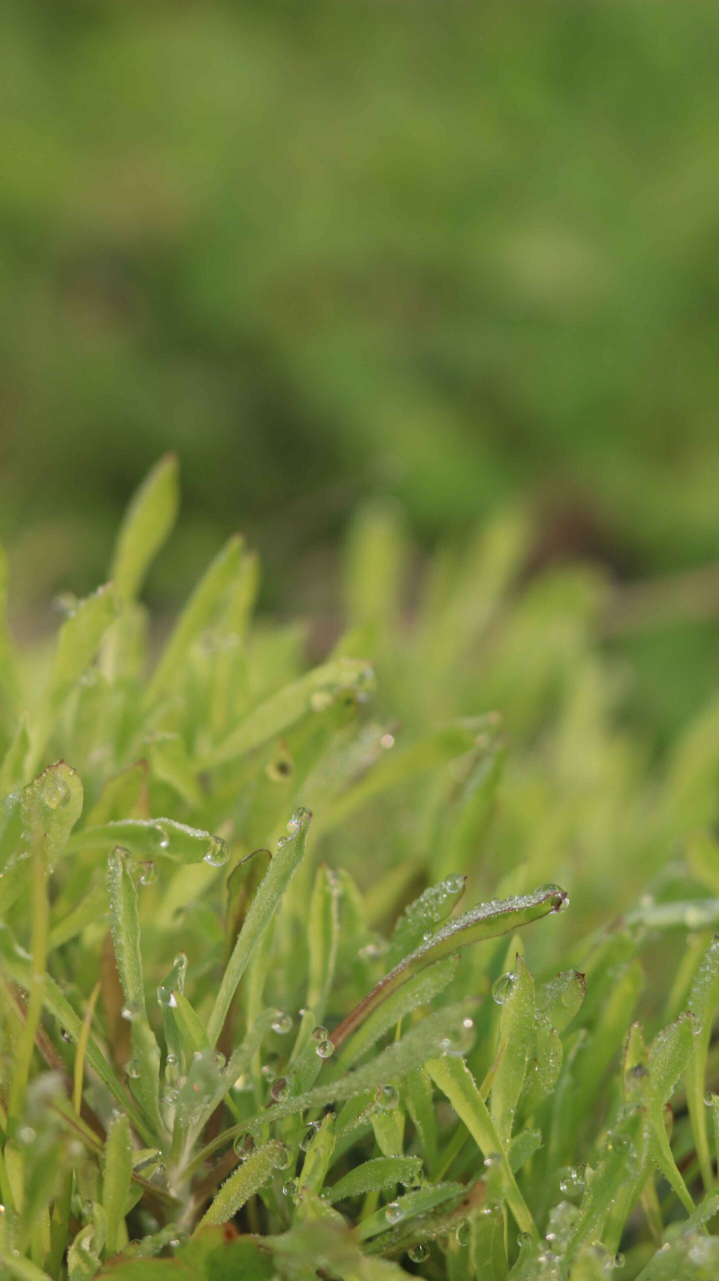 Fresh Green Grass Lush Natural Greenery Close-Up Nature Relaxation 4K
