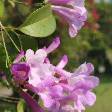 Garlic Vine Flower Mansoa alliacea Stunning Purple Bloom & Natural Beauty