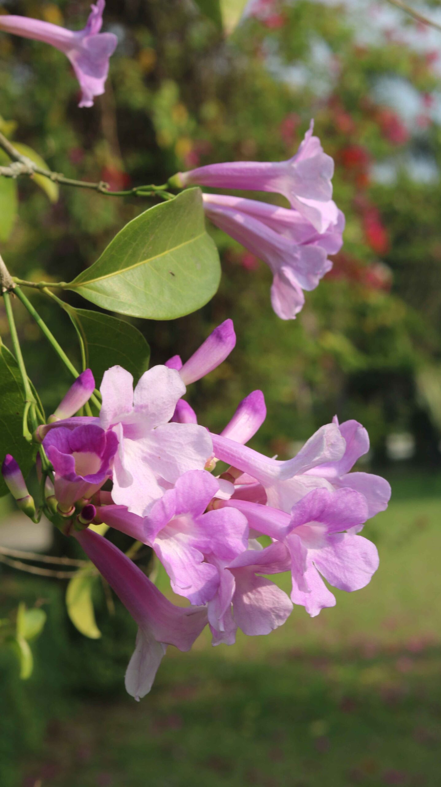 Garlic Vine Flower Mansoa alliacea Stunning Purple Bloom & Natural Beauty