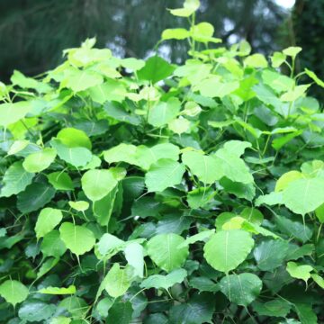 Giant Knotweed (Fallopia sachalinensis) – Identification, Uses & Plant