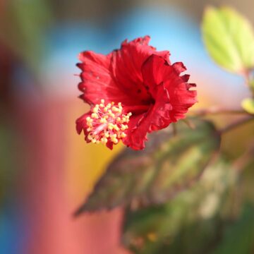 Hibiscus Flower Stunning Garden Beauty Nature Close-Up 4K (12)_11zon