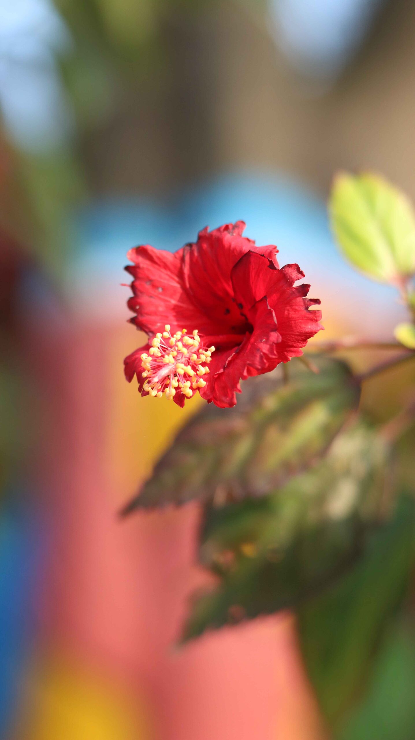 Hibiscus Flower Stunning Garden Beauty Nature Close-Up 4K (12)_11zon