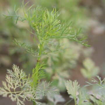 Coriander Plant Coriandrum sativum Fresh Green Leaves Close-Up