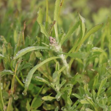 Jersey Cudweed Gnaphalium luteoalbum Rare Wildflower Close-Up