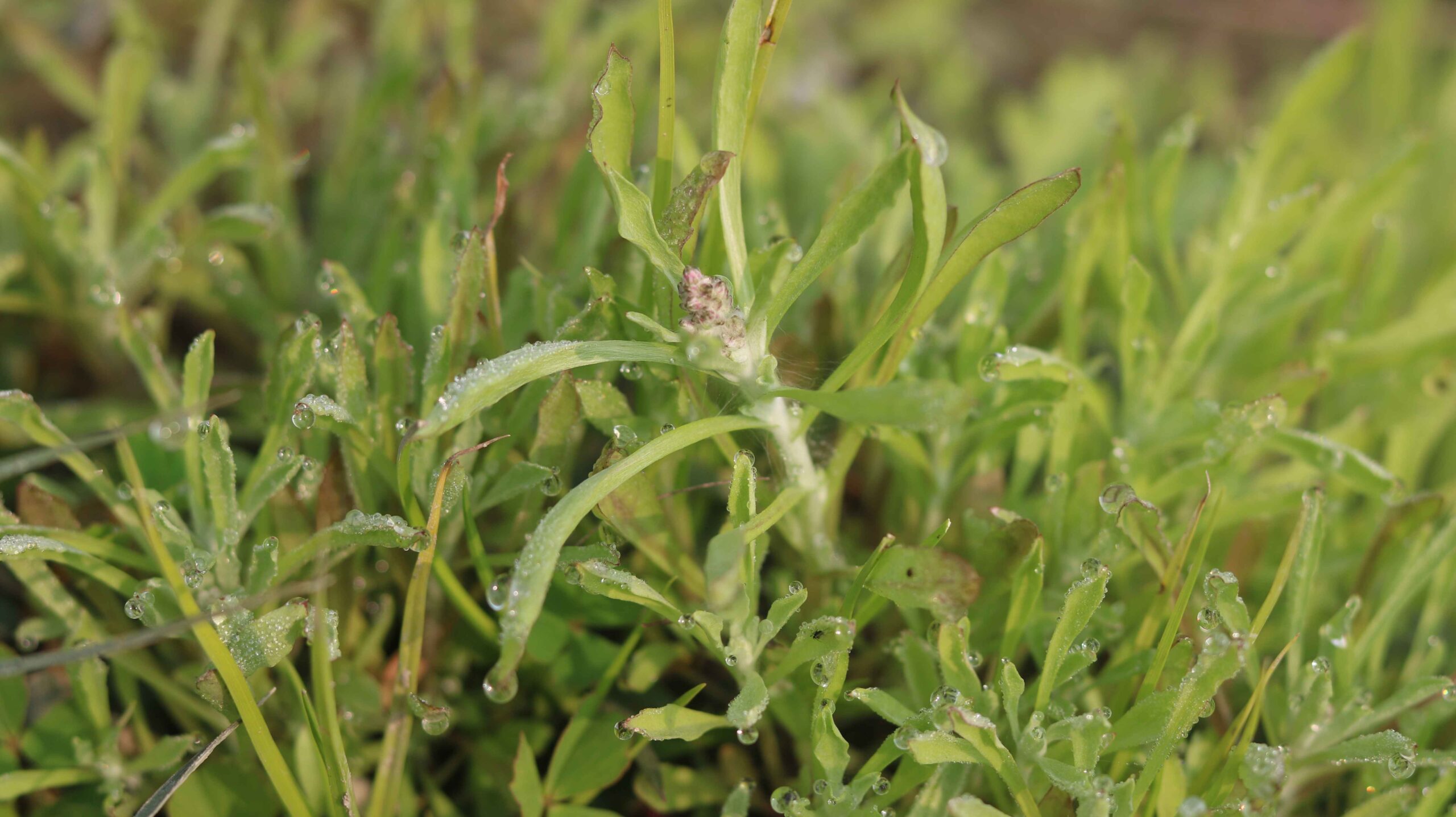 Jersey Cudweed Gnaphalium luteoalbum Rare Wildflower Close-Up