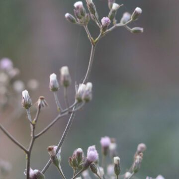 Little Ironweed | Close-Up of Beautiful Wildflower in Nature 4K