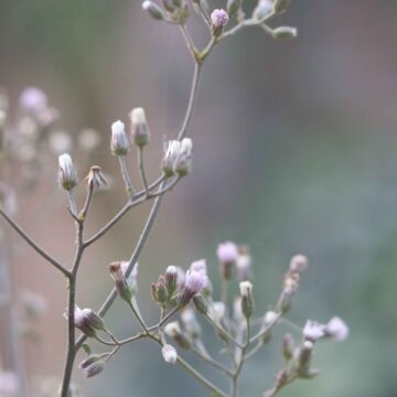 Little Ironweed Close-Up of Purple Wildflower in Nature 4K