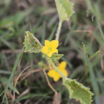 Melothria pendula (Creeping Cucumber) – Identification (6)-min
