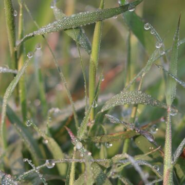Morning Dew on Green Grass Fresh Nature Close-Up Relaxing 4K Video