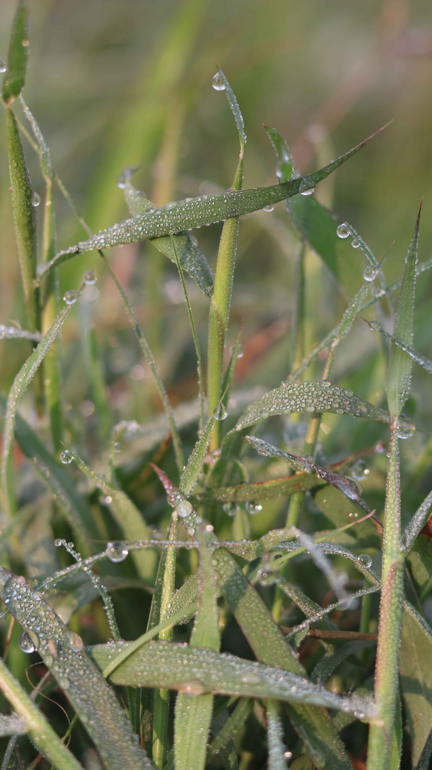 Morning Dew on Green Grass Fresh Nature Close-Up Relaxing 4K Video