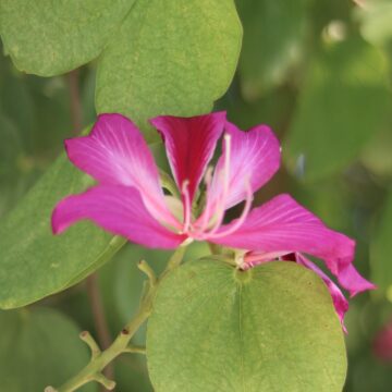 Orchid Tree (Bauhinia) – Uses, Benefits & Plant (12)-min