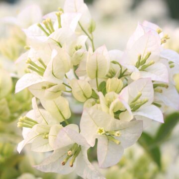 Paper Flower Bougainvillea Colorful Garden Beauty Nature Close-Up 4K (85)_11zon