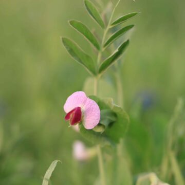 Pea Flower Close-Up of Beautiful Bloom in Nature 4K