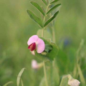 Pea Flower Close-Up of Vibrant Bloom in Nature 4K