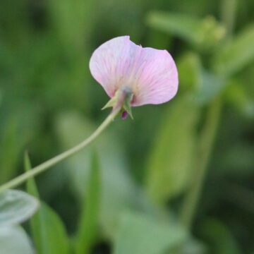 Pea Flower 🌸 | Pea Plant (Pisum sativum) Close-Up | Beautiful Garden Nature 4K