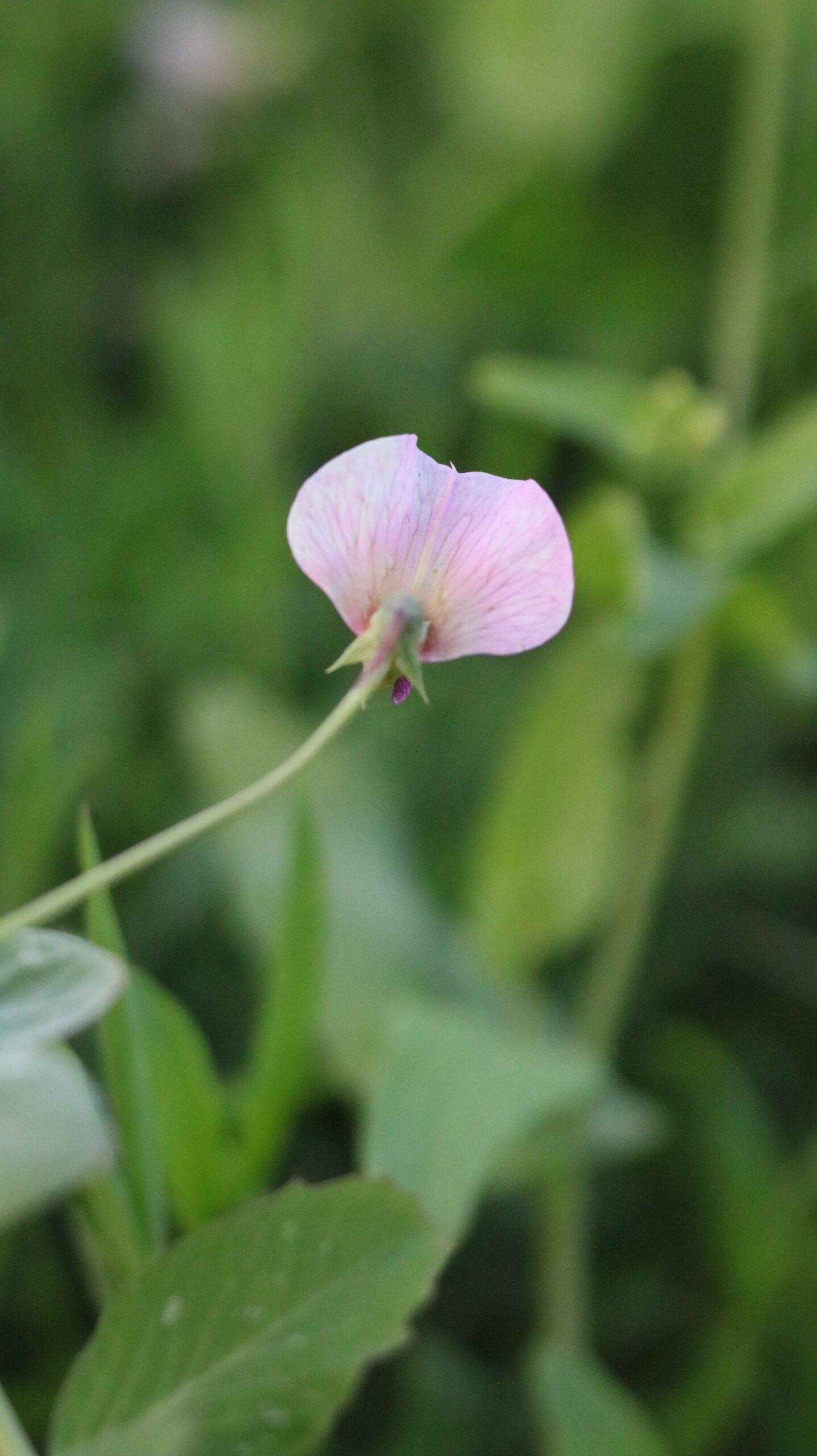 Pea Flower 🌸 | Pea Plant (Pisum sativum) Close-Up | Beautiful Garden Nature 4K