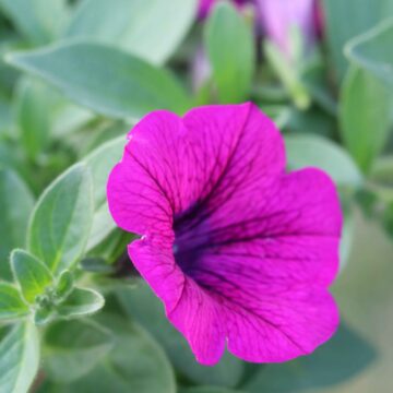 Petunia Flower Colorful Garden Beauty Nature Close-Up 4K (49)_11zon