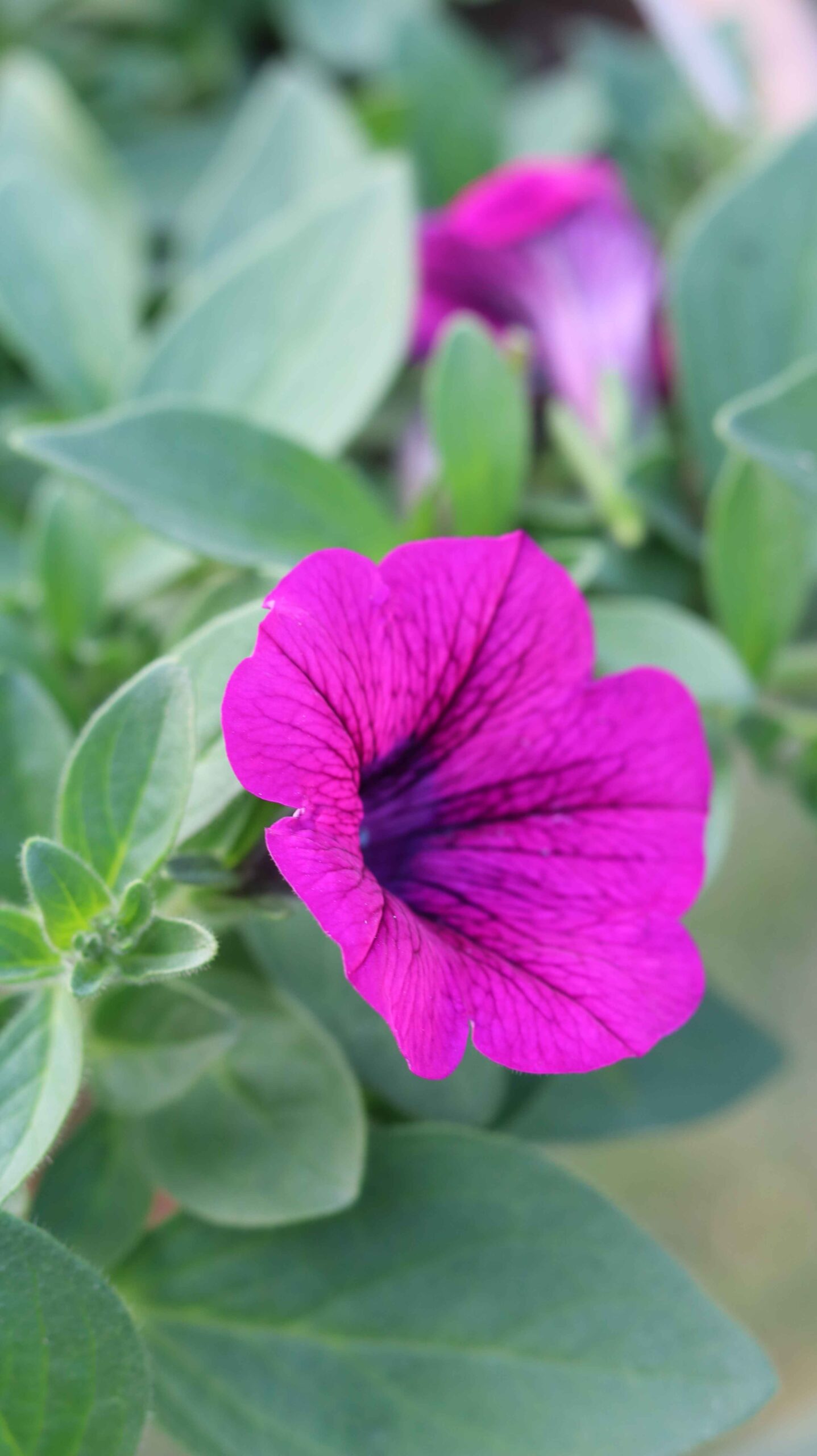 Petunia Flower Colorful Garden Beauty Nature Close-Up 4K (49)_11zon