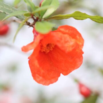 Pomegranate Flower & Fruit Punica granatumGarden Beauty 4K Close-Up (85)_11zon