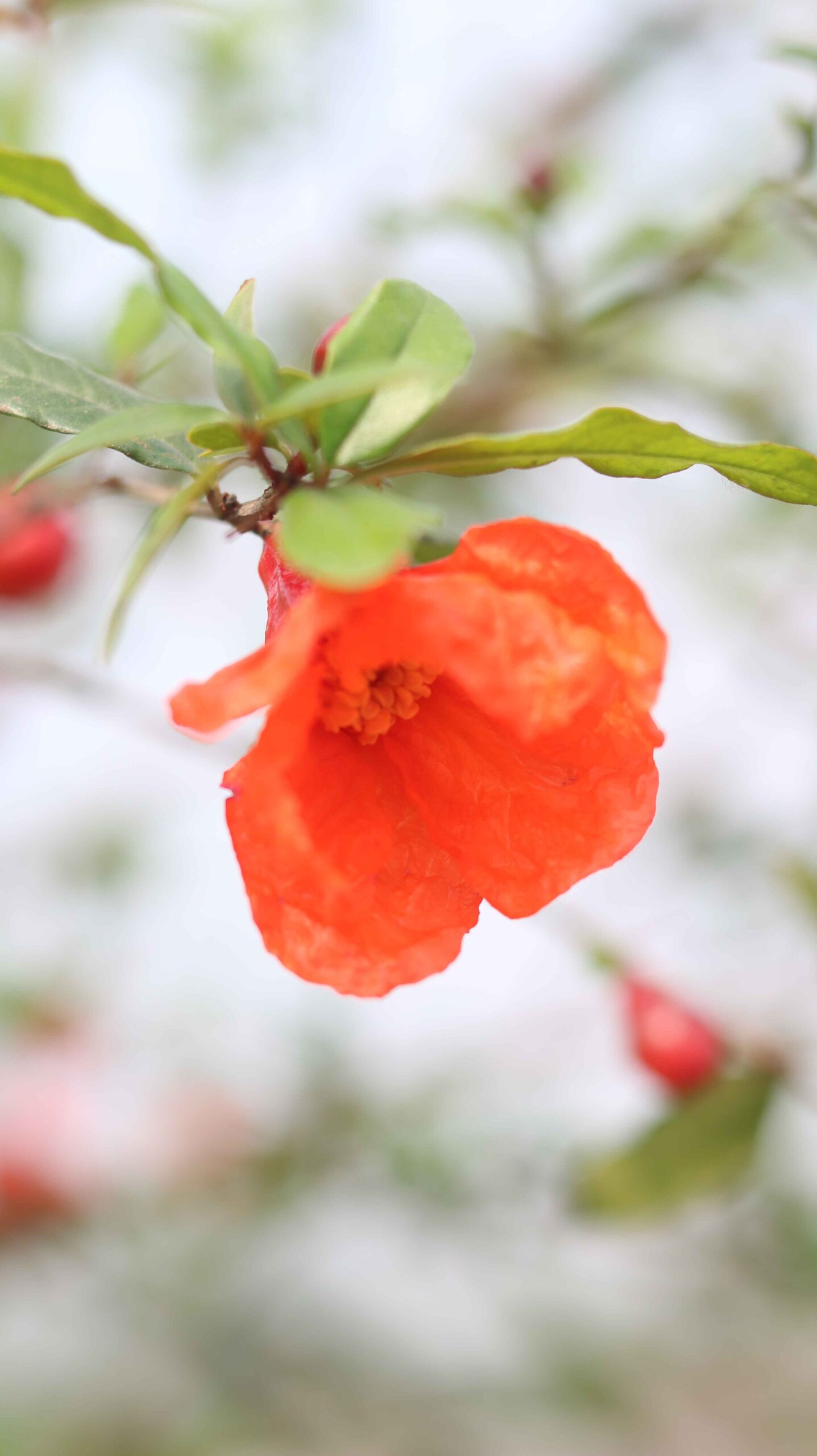 Pomegranate Flower & Fruit Punica granatumGarden Beauty 4K Close-Up (85)_11zon