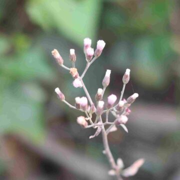 Purple Fleabane Erigeron purpureus Delicate Wildflower Close-Up | Nature Beauty 4K