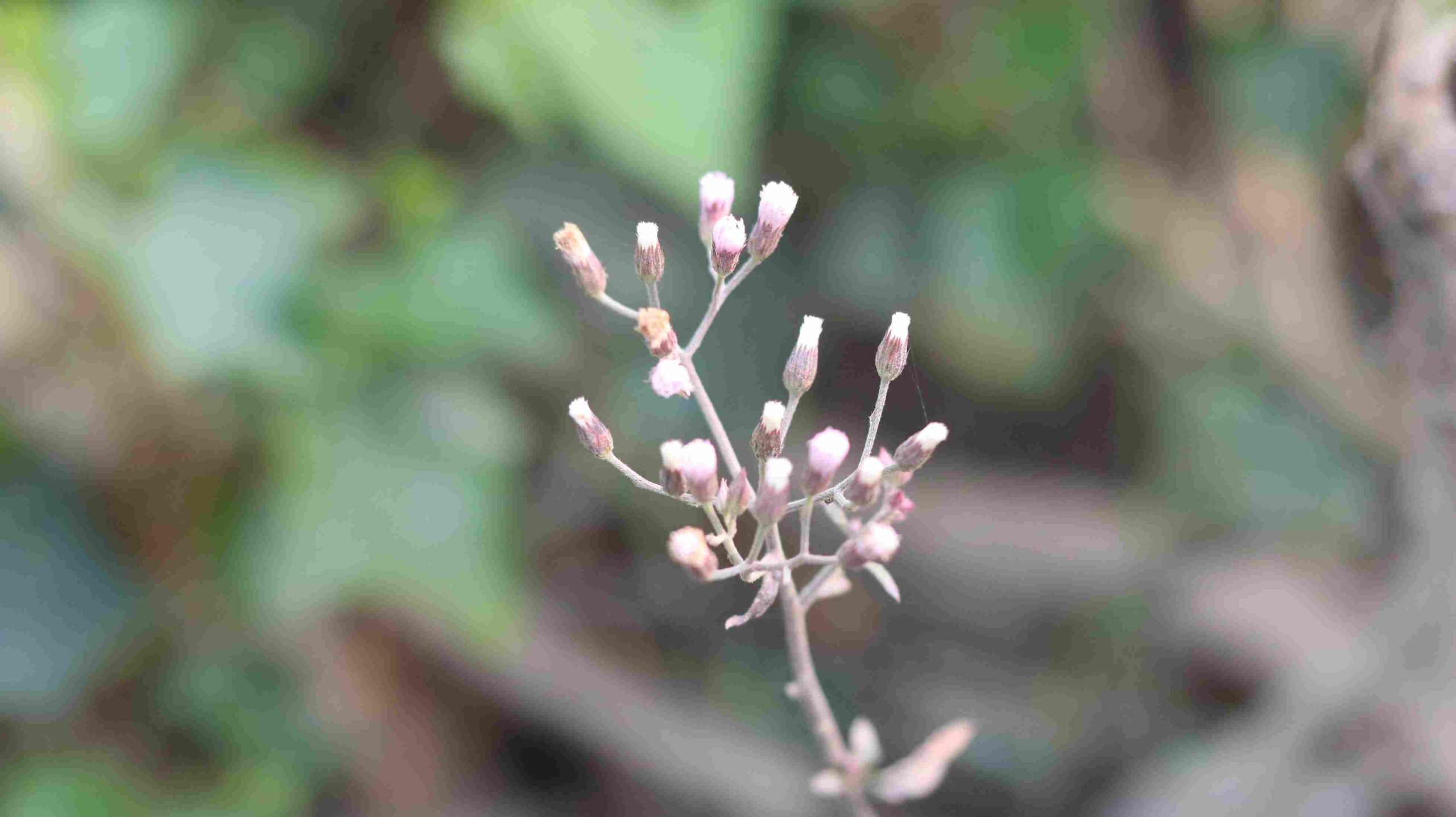 Purple Fleabane Erigeron purpureus Delicate Wildflower Close-Up | Nature Beauty 4K